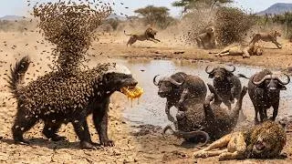 Thumbnail: Pregnant Honey Badger Turns Bees into a Weapon Against Lions and Buffalo | Wildlife Documentary