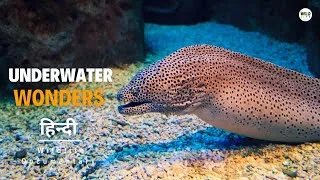 Thumbnail: Underwater Wonders - हिन्दी डॉक्यूमेंट्री | Wildlife documentary in Hindi