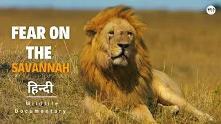 Thumbnail: Fear on the Savannah - हिन्दी डॉक्यूमेंट्री | Wildlife documentary in Hindi