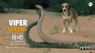 Thumbnail: Viper Queens - हिन्दी डॉक्यूमेंट्री | Wildlife documentary in Hindi