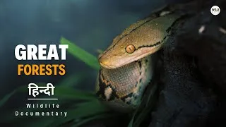Thumbnail: Great Forests - हिन्दी डॉक्यूमेंट्री | Wildlife documentary in Hindi