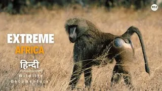 Thumbnail: Lake Manyara National Park - हिन्दी डॉक्यूमेंट्री | Wildlife documentary in Hindi