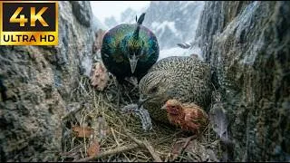 Thumbnail: Himalayan Monal: 180 Days From Egg to Survivor | The Bird That Looks Too Unreal to Exist