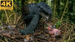 Thumbnail: Umbrellabird: 210 Days From Egg to Survivor | The Strangest Bird Hidden Above the Jungle