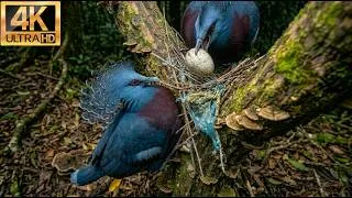 Thumbnail: Victoria Crowned Pigeon: 240 Days From Egg to Survivor (Full Life Cycle in the Wild)