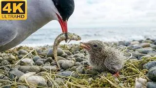 Thumbnail: How Arctic Terns Survive 110 Days of Arctic Brutality | Wildlife Documentary