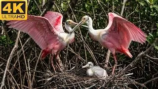 Thumbnail: Roseate Spoonbill: 90 Days From Egg to Survivor (Wildlife Documentary Full Life Cycle in the Wild)