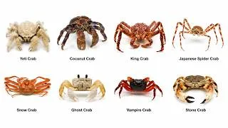 Thumbnail: Every Type of Crab Explained in 7 Minutes