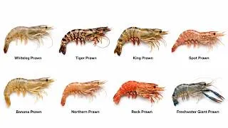 Thumbnail: Every Type of Prawn Explained in 7 Minutes
