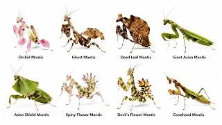 Thumbnail: Every Type of Mantis Explained in 8 Minutes