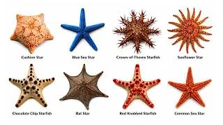 Thumbnail: Every Type of Starfish Explained in 7 Minutes