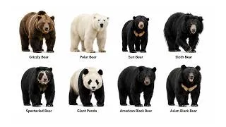 Thumbnail: Every Type of Bear Explained In 8 Minutes