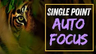 Thumbnail: When Should You Use A Single AF Point?