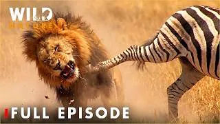 Thumbnail: Greatest Battles : When Prey Fights Back | FULL EPISODE | Wildlife Documentary