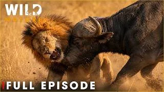 Thumbnail: Africa's Deadliest Predators | FULL EPISODE | Nature Animal Documentary