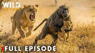 Thumbnail: LIONS VS BABOONS | Kruger’s Most Brutal Survival Battle (Full Episode) | Wildlife Documentary