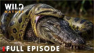 Thumbnail: AMAZON DEPTHS | The Apex Predator Beneath the Water | Nature Documentary