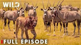 Thumbnail: NAMIBIA (Full Episode) | The Deadliest Battles of the Desert | Nature Documentary