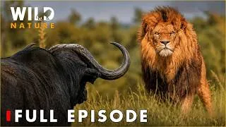 Thumbnail: World's Deadliest Lions | Deadliest Battles for Survival | FULL EPISODE | Wildlife Documentary