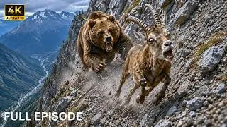 Thumbnail: Bear Chases Mountain Goat… Then the Chase Turns Into a Nightmare I Wildlife Documentary