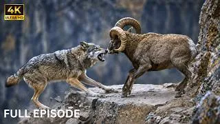 Thumbnail: Wolf Corners a Mountain Goat on a Deadly Cliff | FULL EPISODE I Wildlife Documentary