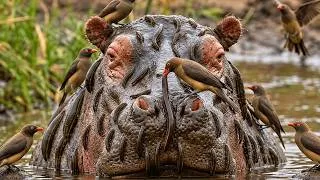 Thumbnail: This Oxpecker Bird Clean a Hippo Better Than a Doctor! #wildlifedocumentary  #birds
