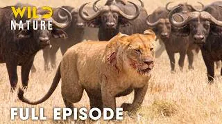 Thumbnail: Wild Savannah (Full Episode) | The Brutal Price of Survival | nature documentary