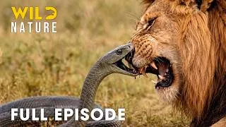 Thumbnail: African Savannah (Full Episode) | Nature's Most Dangerous Predators | nature documentary