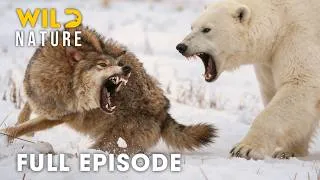 Thumbnail: Wild Alaska | Survival in the Land of Ice and Apex Predators | Wildlife Documentary