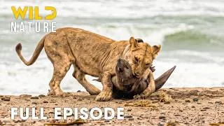Thumbnail: Namibia (Full Episode) | The Survival Battle in the Deadliest Desert | nature documentary