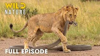 Thumbnail: Africa's Most Dangerous Predators and Deadliest Hunts | FULL EPISODE | Nature Documentary