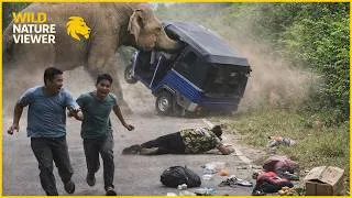 Thumbnail: 111 Wild Elephant Encounter Caught on Camera | Animal Attacks #53