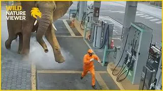 Thumbnail: 500 Wild Elephant Encounter Caught on Camera | Animal Attacks #250