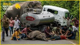 Thumbnail: 102 Wild Elephant Encounter Caught on Camera | Animal Attacks #52