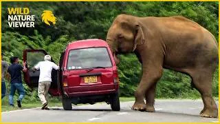 Thumbnail: 65 Wild Elephant Encounter Caught on Camera | Animal Attacks #49