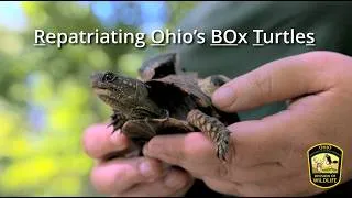 Thumbnail: Repatriating Ohio's Box Turtles