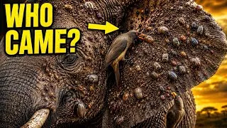 Thumbnail: Millions of Ticks Covered This Elephant — Then Its Ears Detected Help