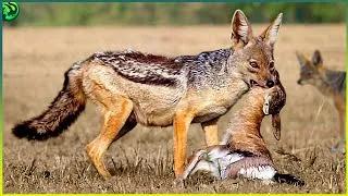 Thumbnail: 15 Extraordinary Moments of Jackals Preying on Animals
