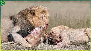 Thumbnail: 16 Savage Hunting Moments of Cat family