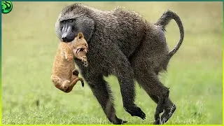 Thumbnail: 15 Mind Blowing Lion and Baboon Battles Ever Recorded