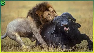 Thumbnail: 14 Magnificent Chase And Hunt By Animals Caught On Video