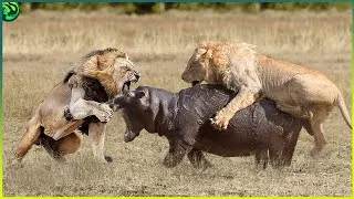 Thumbnail: 19 Insane Animal battles