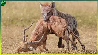 Thumbnail: 14 Smart And Drastic Moments of Predators Hunting Their Prey