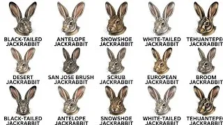 Thumbnail: Every Jackrabbit Type Explained In 7 Minutes 