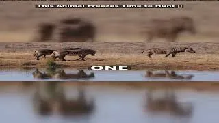 Thumbnail: This Animal Freezes Time to Hunt 🦅