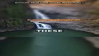 Thumbnail: Animals That LIVE Inside Waterfalls 🌊