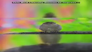 Thumbnail: This Bird Literally Dances to Impress 🐦