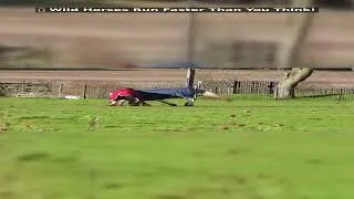 Thumbnail: 🐴 Wild Horses Run Faster Than You Think!