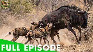 Thumbnail: African Wild Dogs – The Art of Pack Hunting in the Wild | FULL EPISODE | Wildlife Documentary
