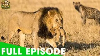 Thumbnail: Greatest Battles | When the King Lost His Son | FULL EPISODE | Wildlife Documentary